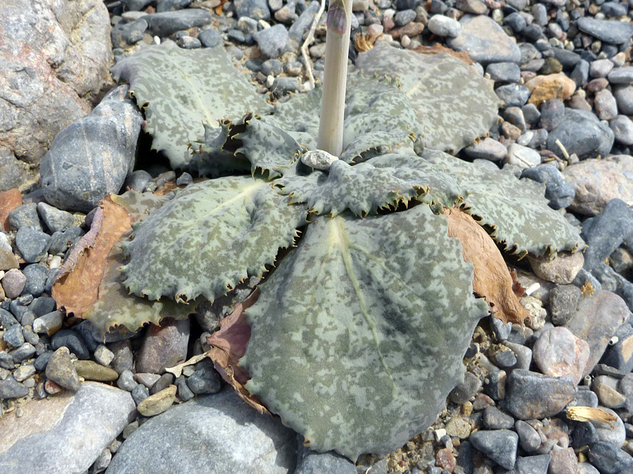 Basal leaves