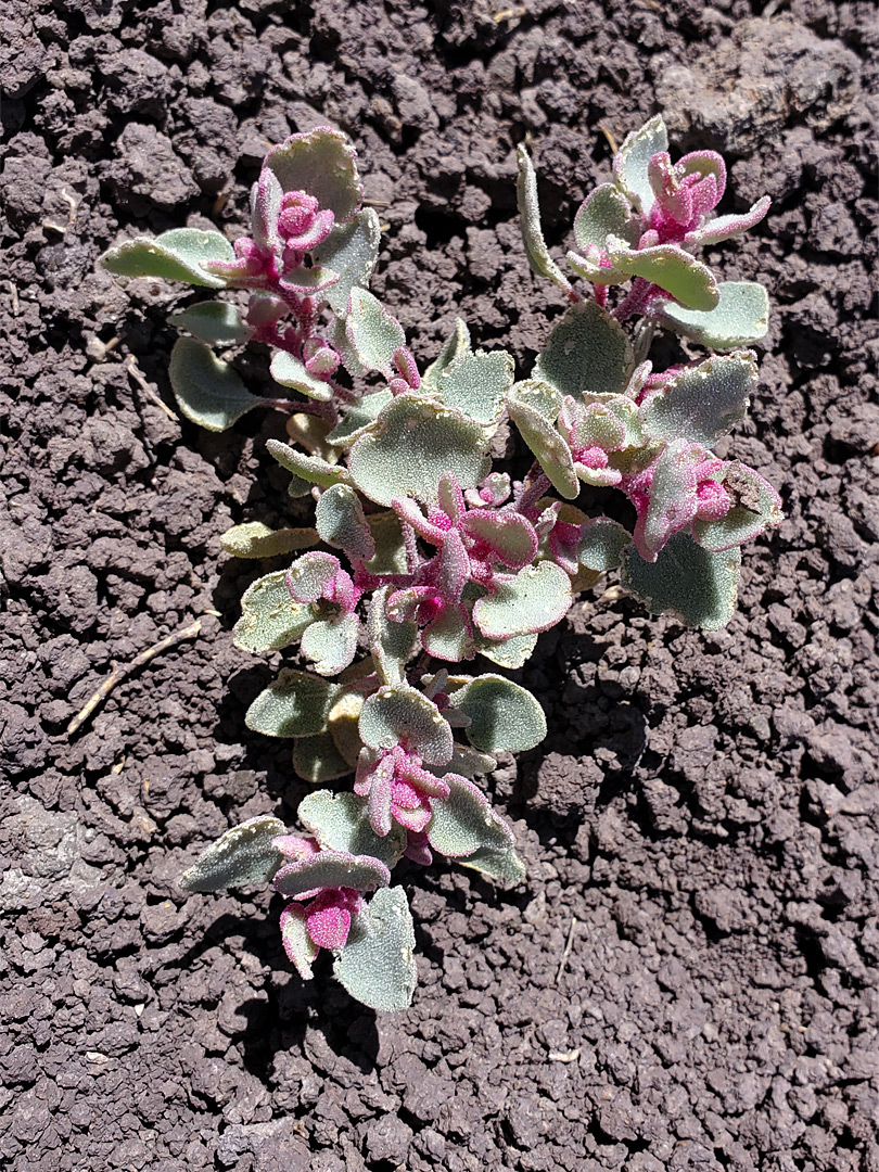 Pink and gray/green leaves