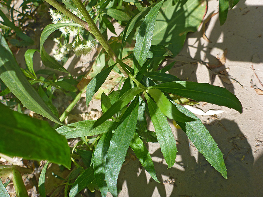 Toothed leaves