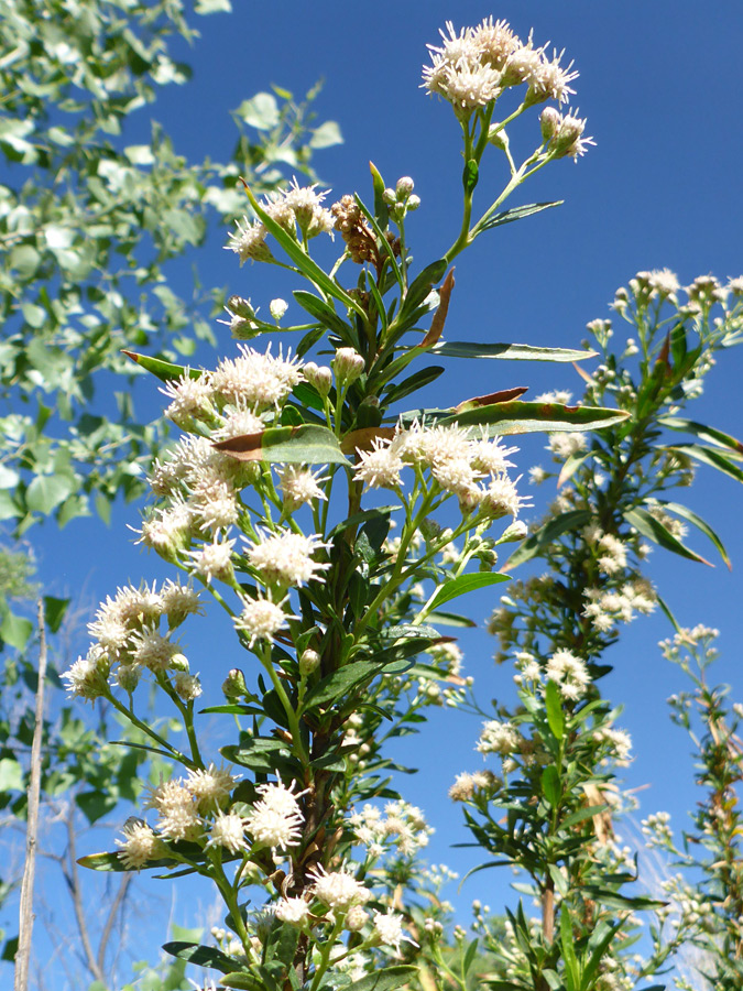 Many flowers