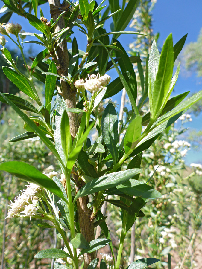 Stem and leaves