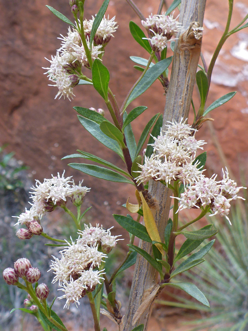 Leaves, stems and flowerheads
