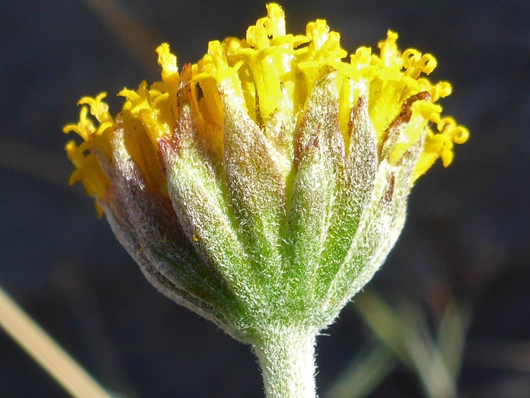 Rayless flowerhead