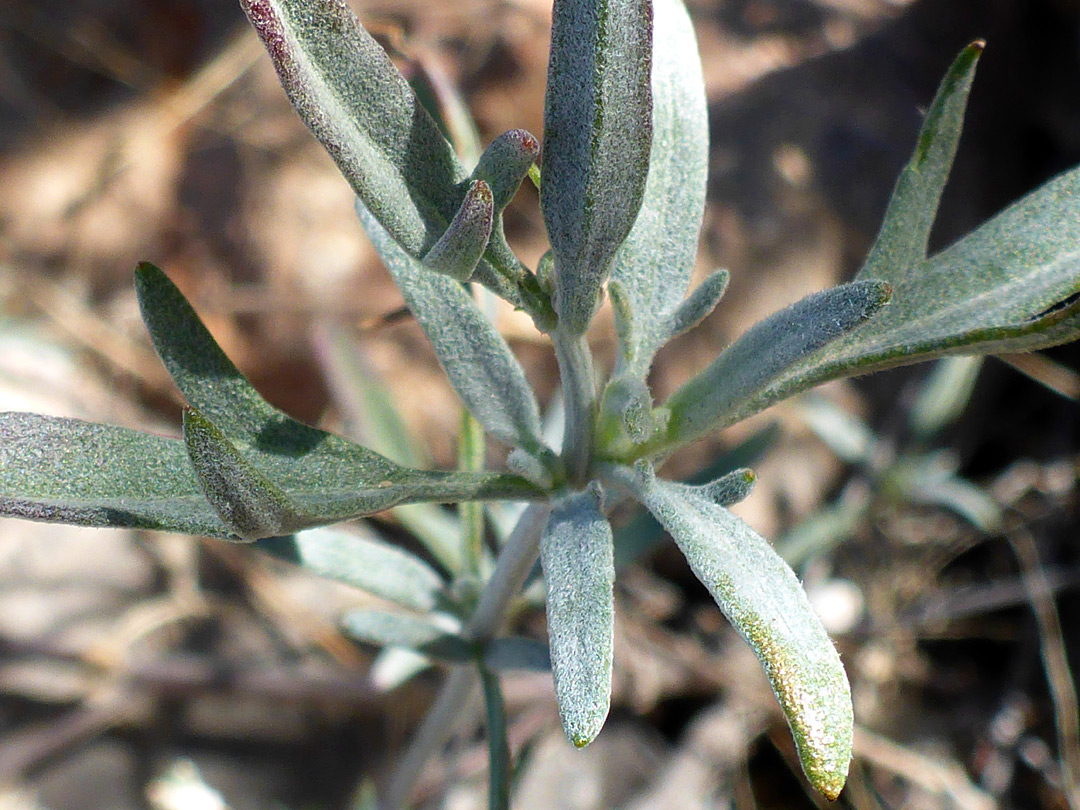 Glaucous leaves