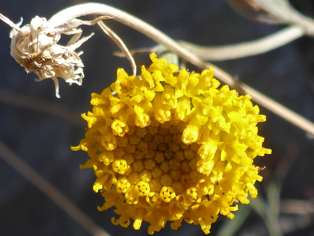 Developing flowerhead