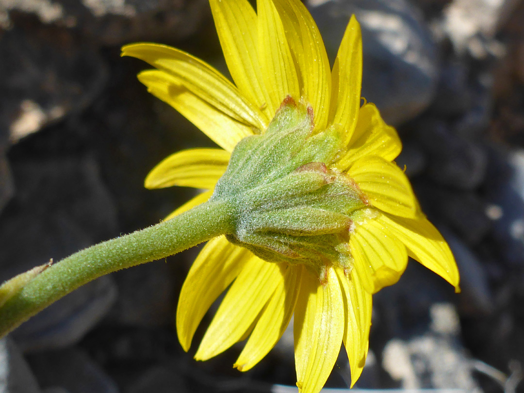 Phyllaries and florets