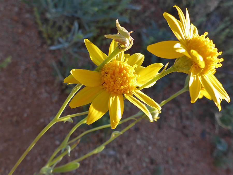 Flowers and stems