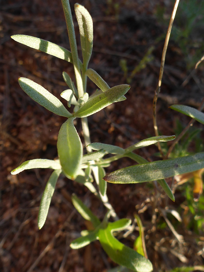 Stem leaves