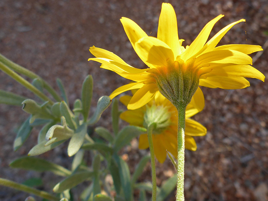 Green phyllaries