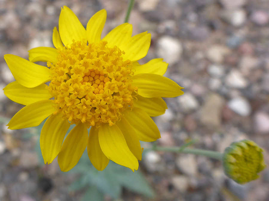 Large flowerhead