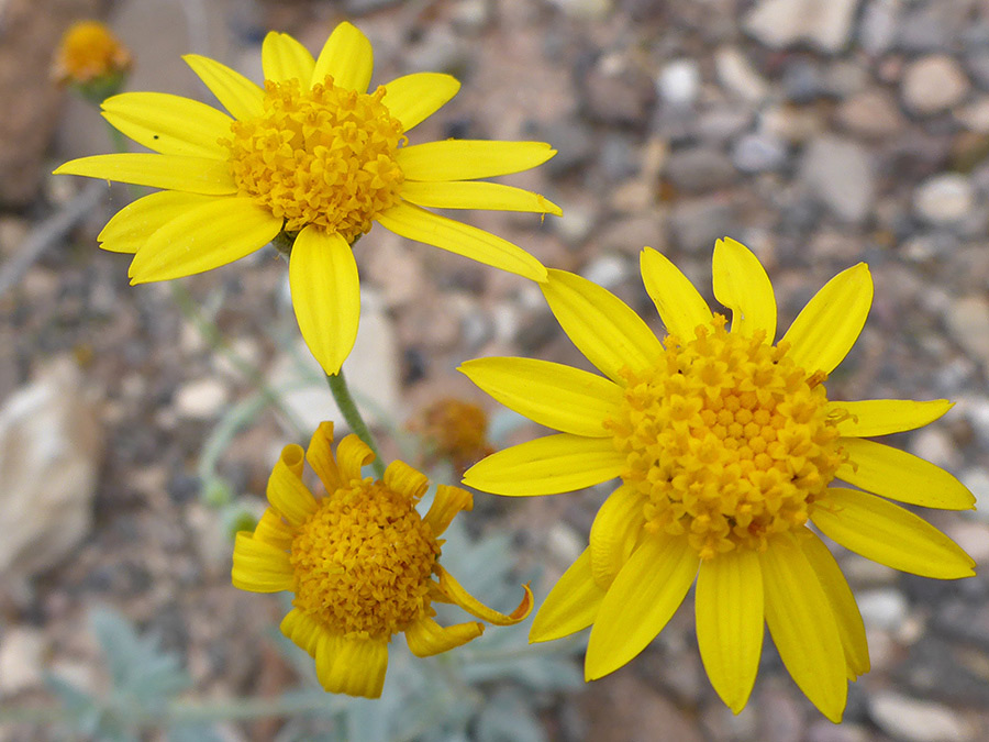 Three flowerheads