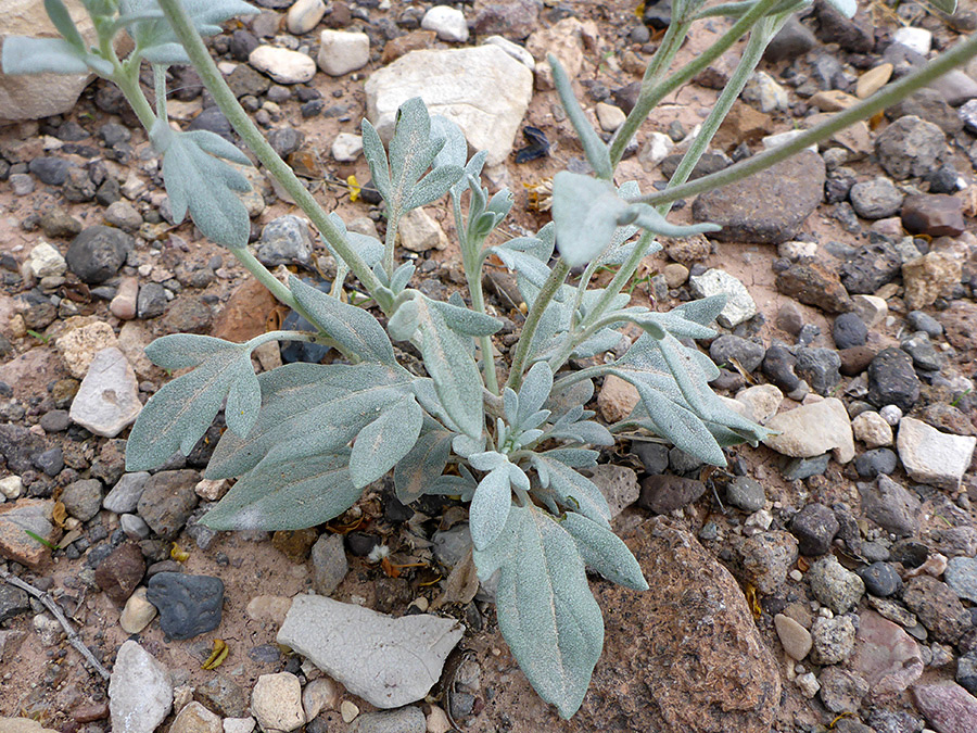 Greyish, lobed basal leaves