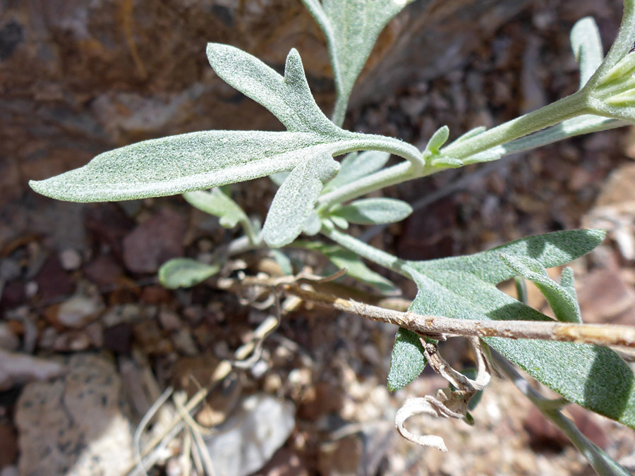 Hairy leaves