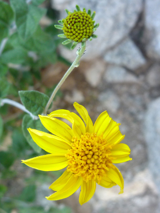 Flowerheads