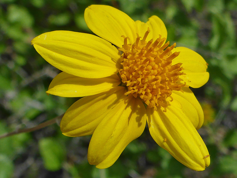 Mature flowerhead