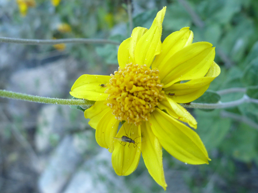 Flower and stem