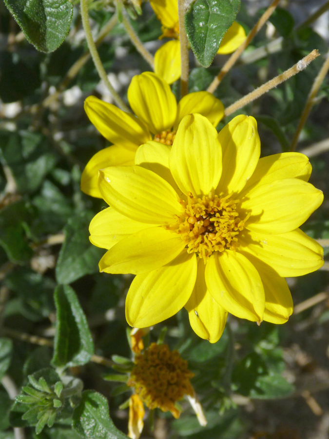 Yellow flower