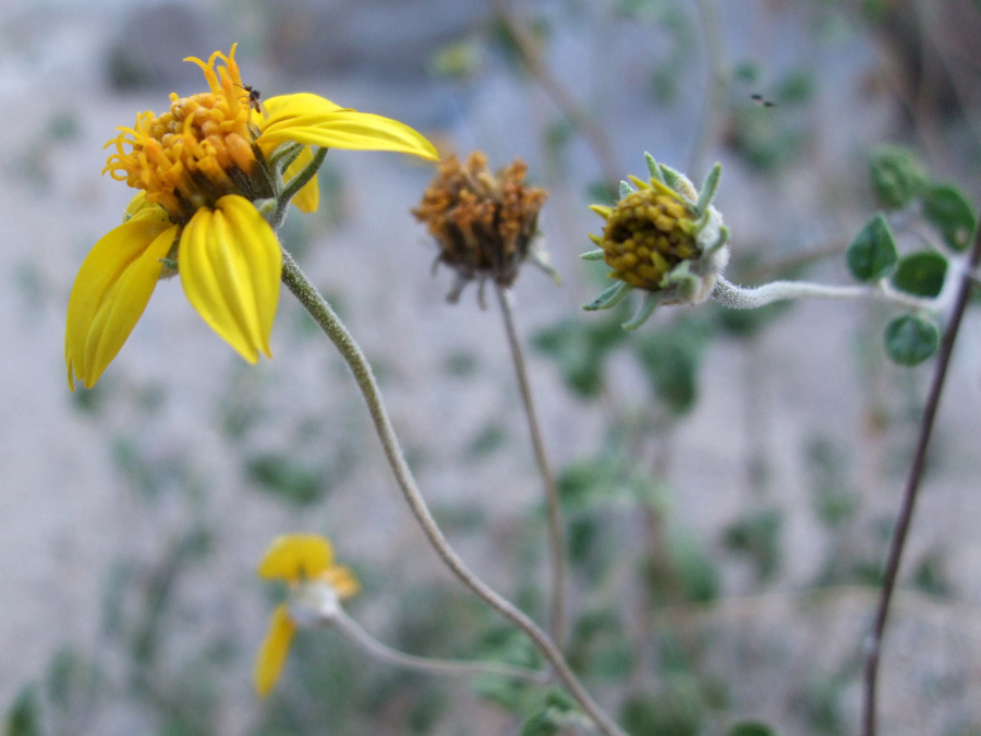 Old flowerheads