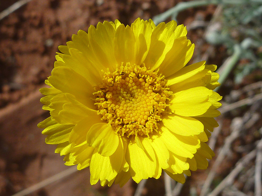 Yellow flower