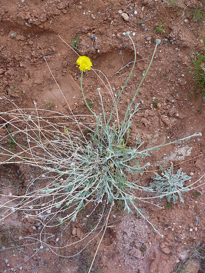 Many stalks