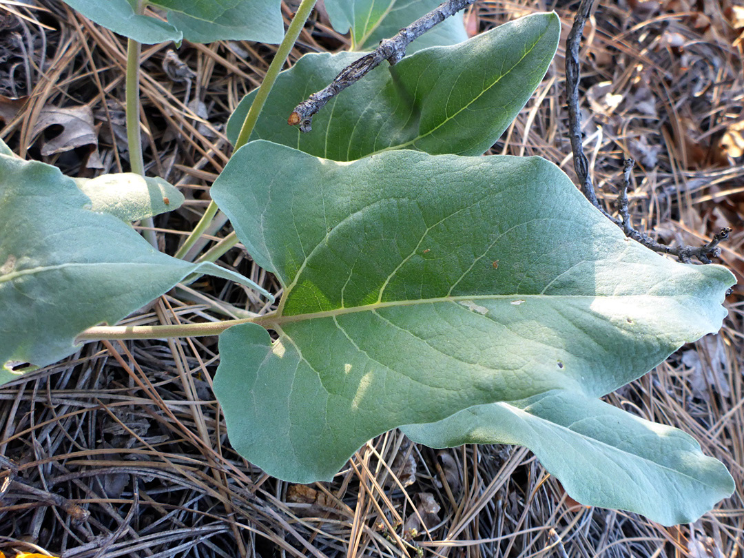 Hairless leaf