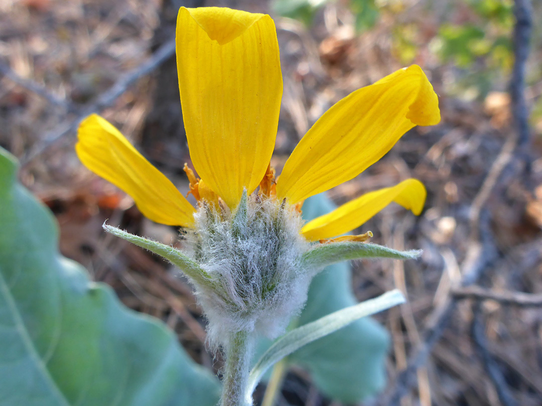 Hairy phyllaries