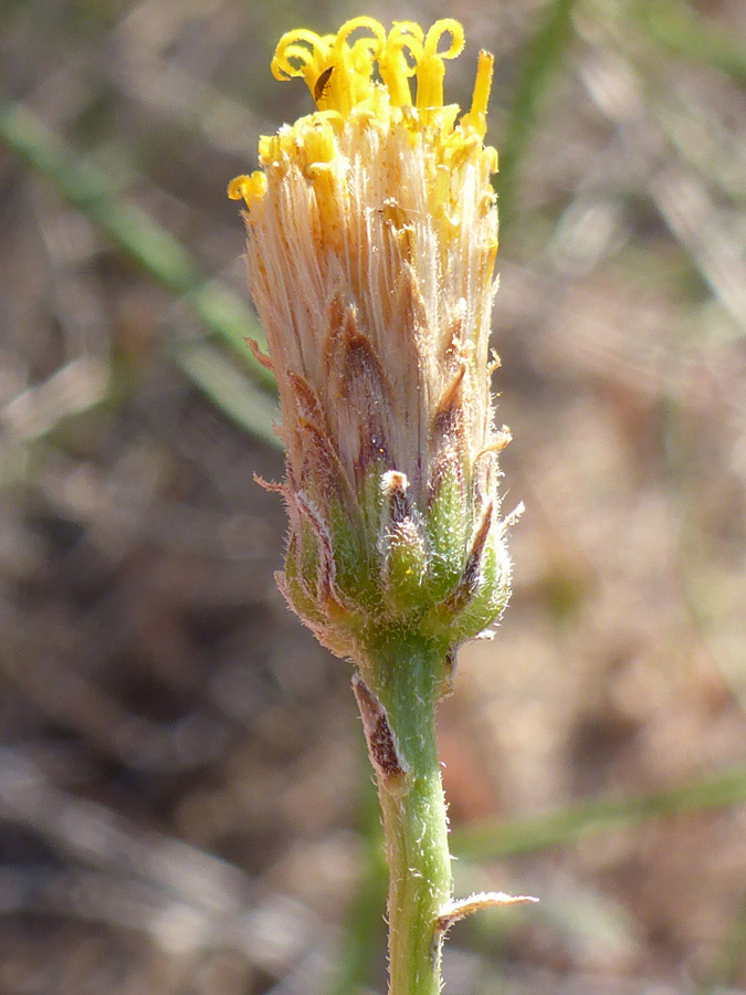 Narrow flowerhead