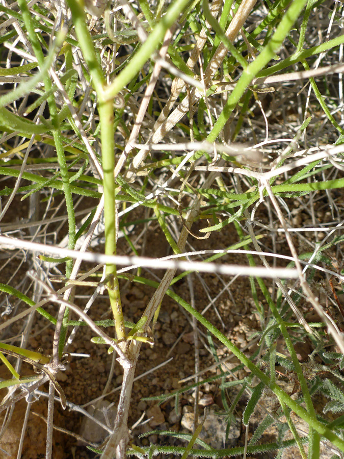 Branched stems