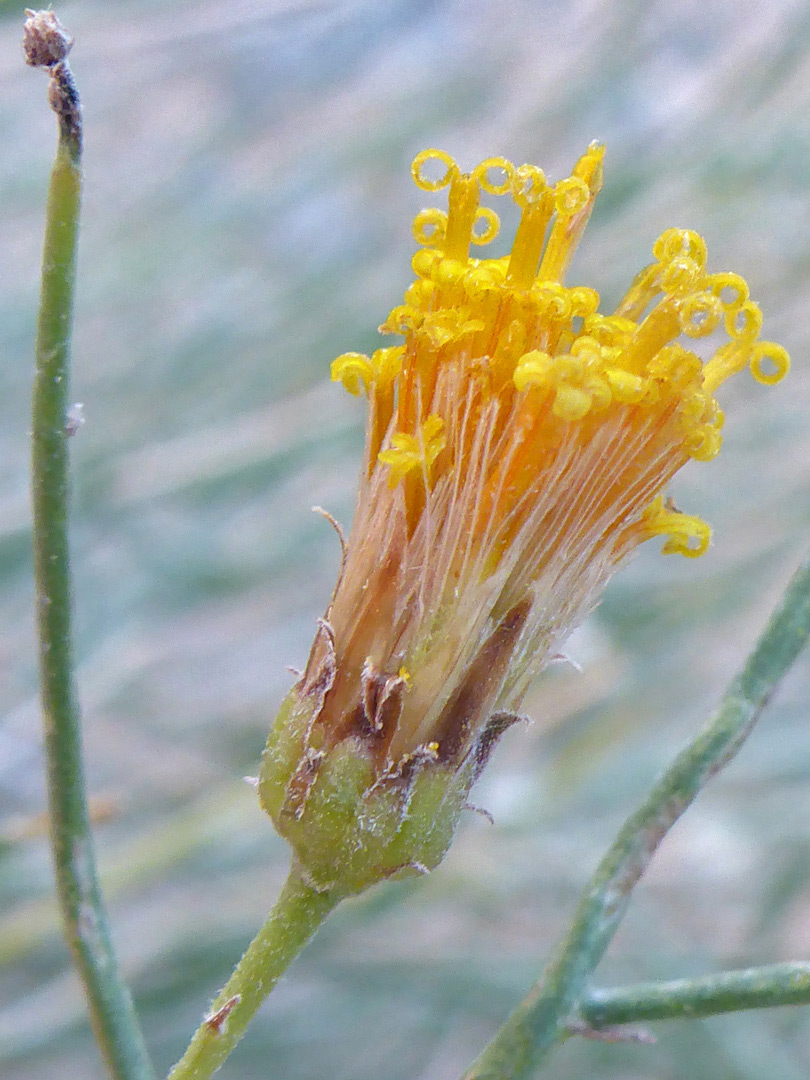 Slender flowerhead