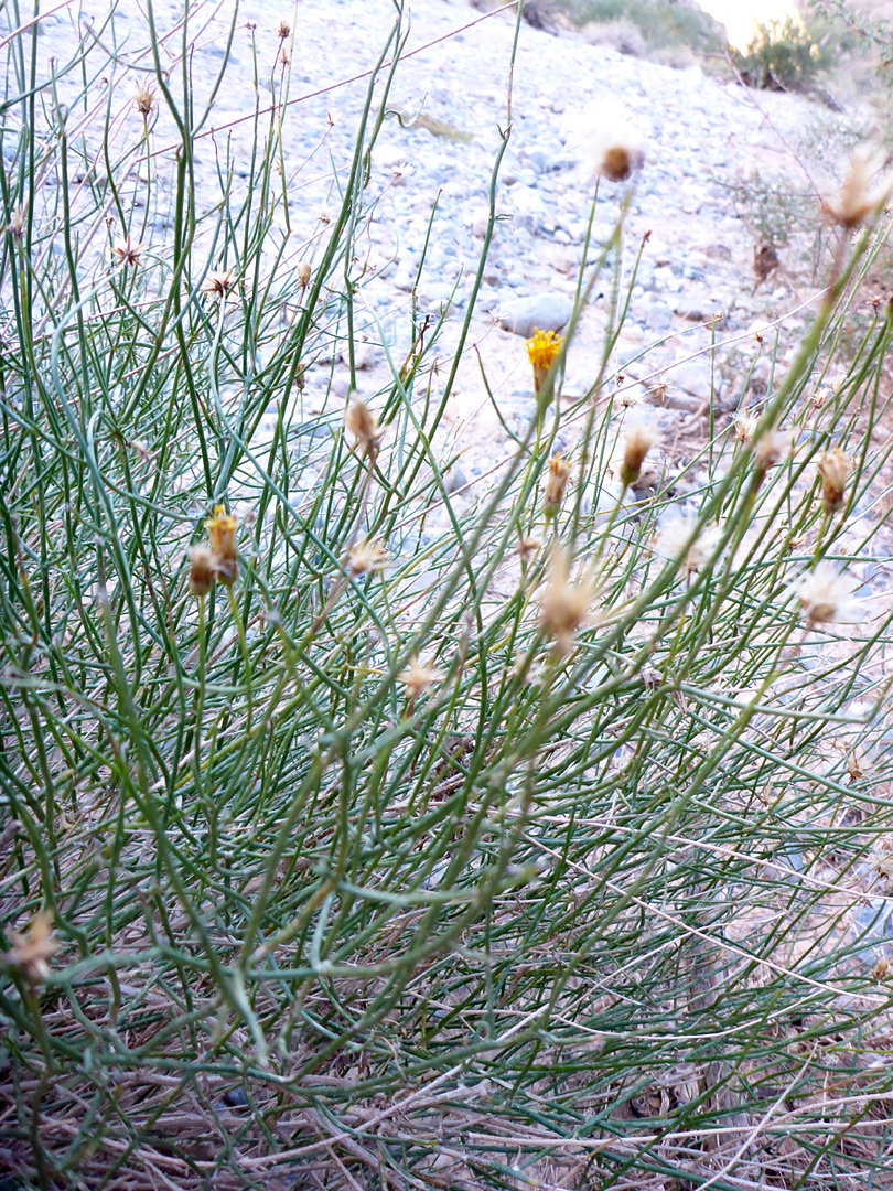 Flowering stems