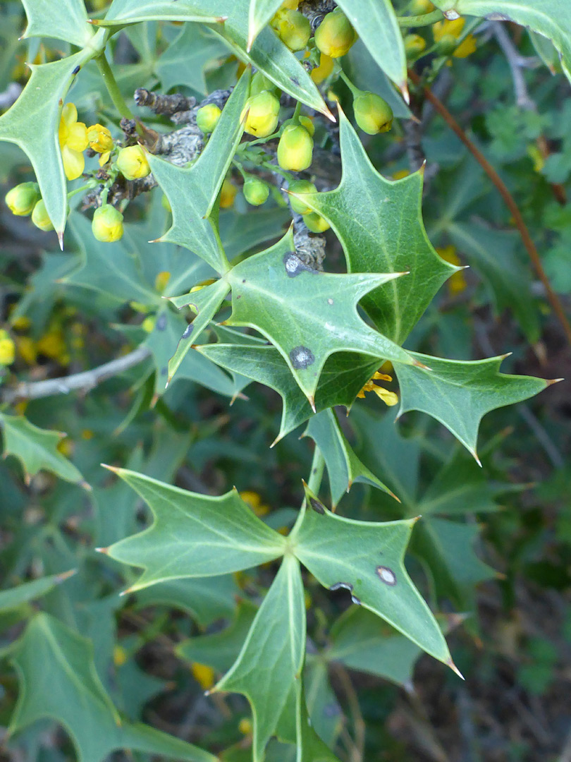 Holly-like leaves