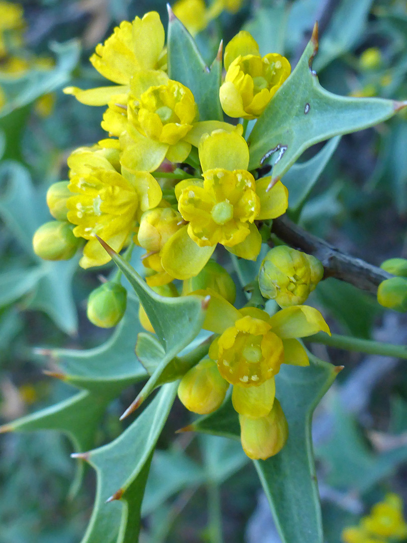 Flowers and leaves