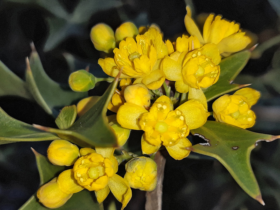 Clustered flowers