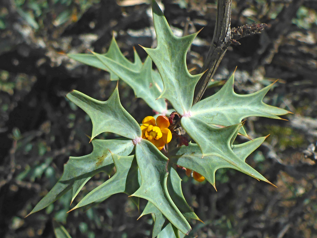 Leaves and flower