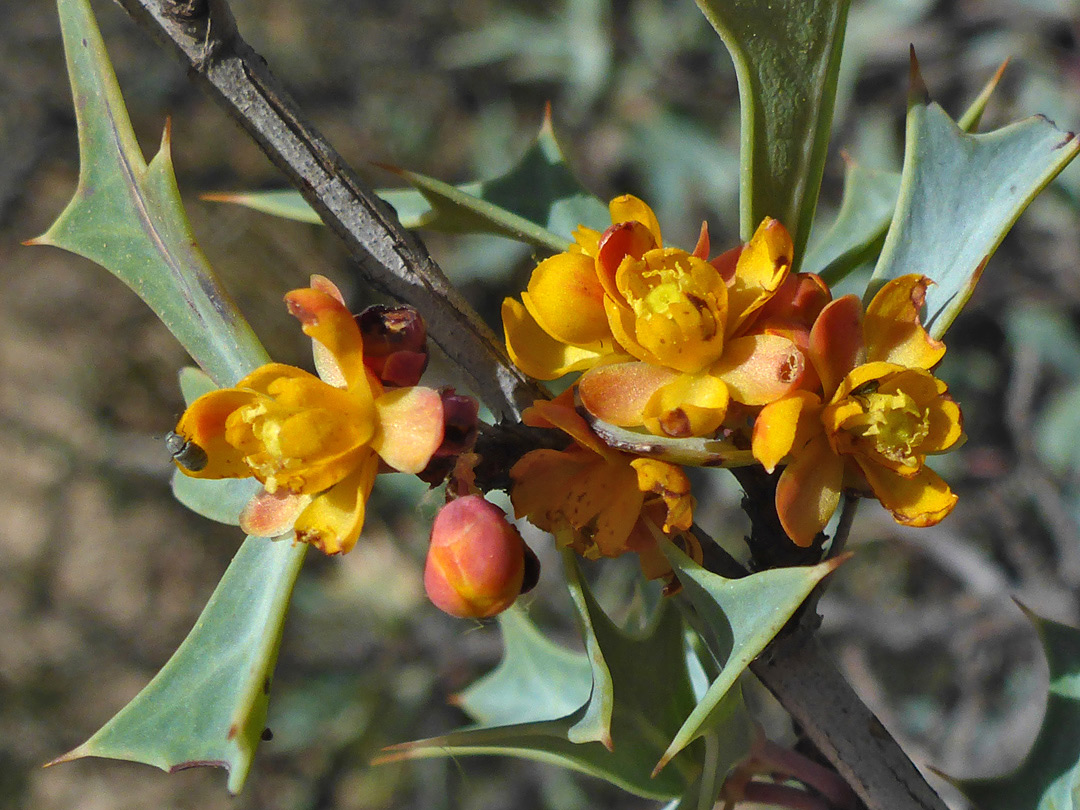 Inflorescence