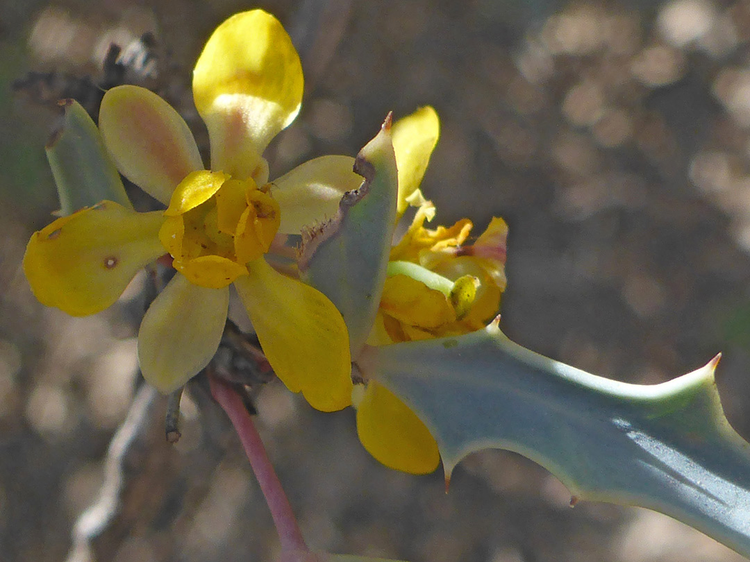Yellow flowers