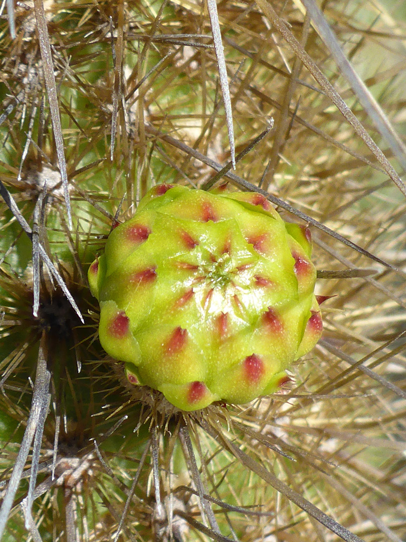 Green bud