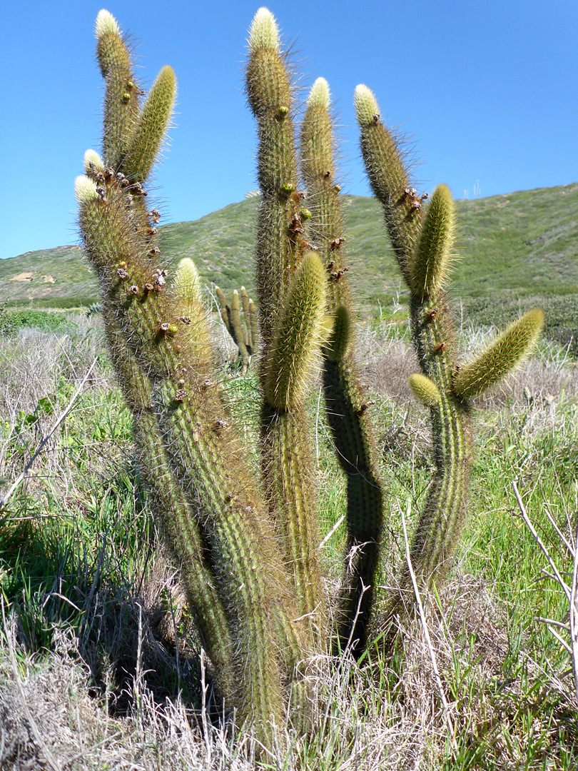 Group of stems