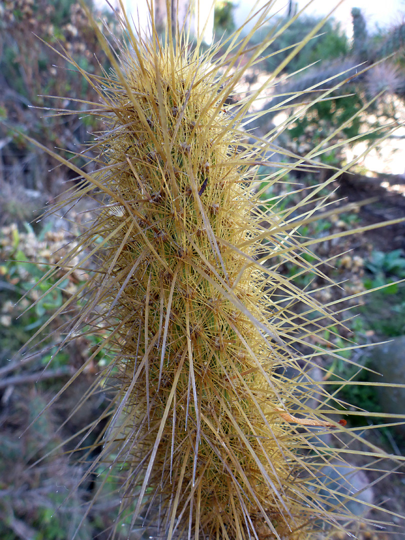 Long and short spines