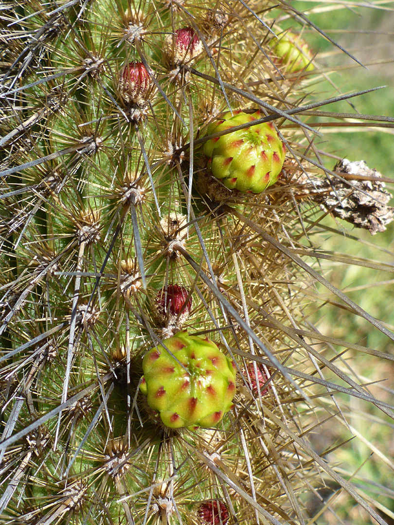 Flower buds