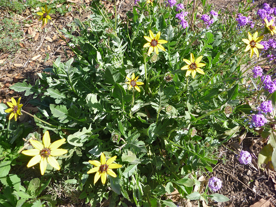 Chocolate Daisy, Berlandiera lyrata– Aroma Health Texas