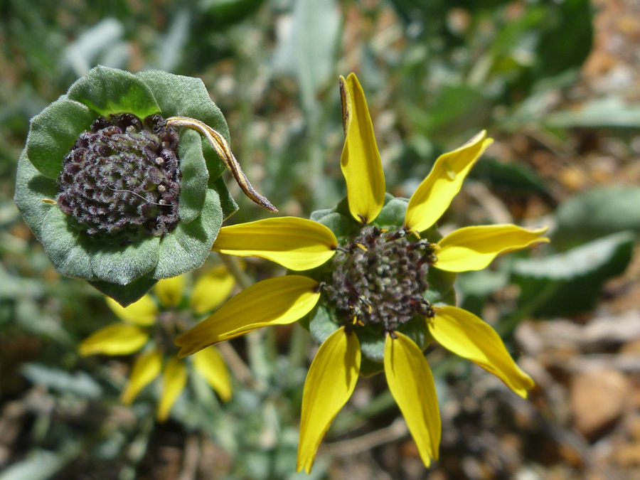 Two flowerheads