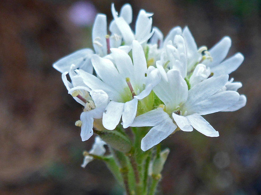 White flowers