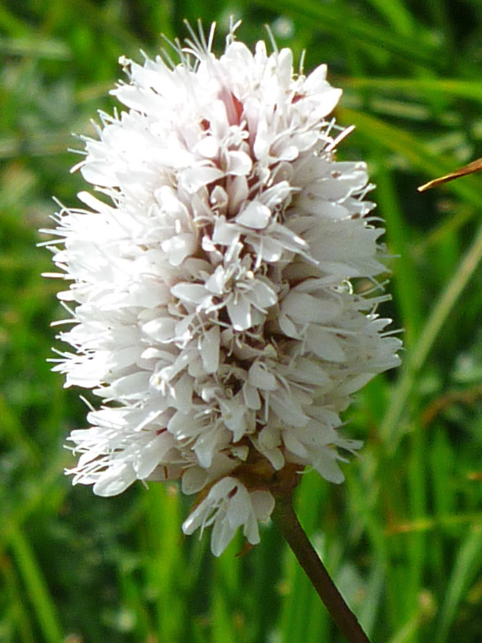 White flowers