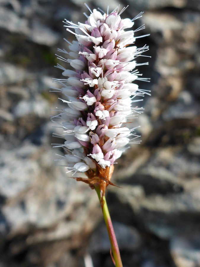 Pinkish flowers