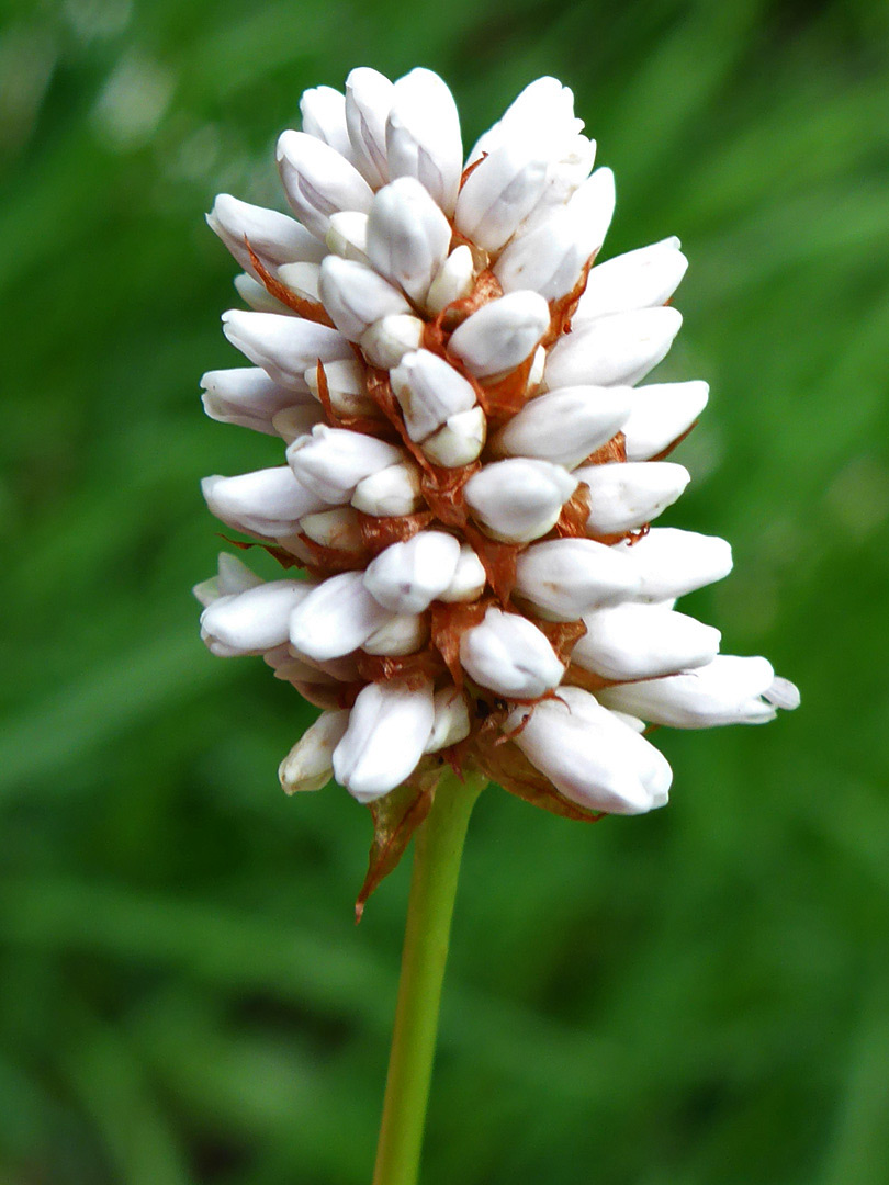 Compact flower cluster