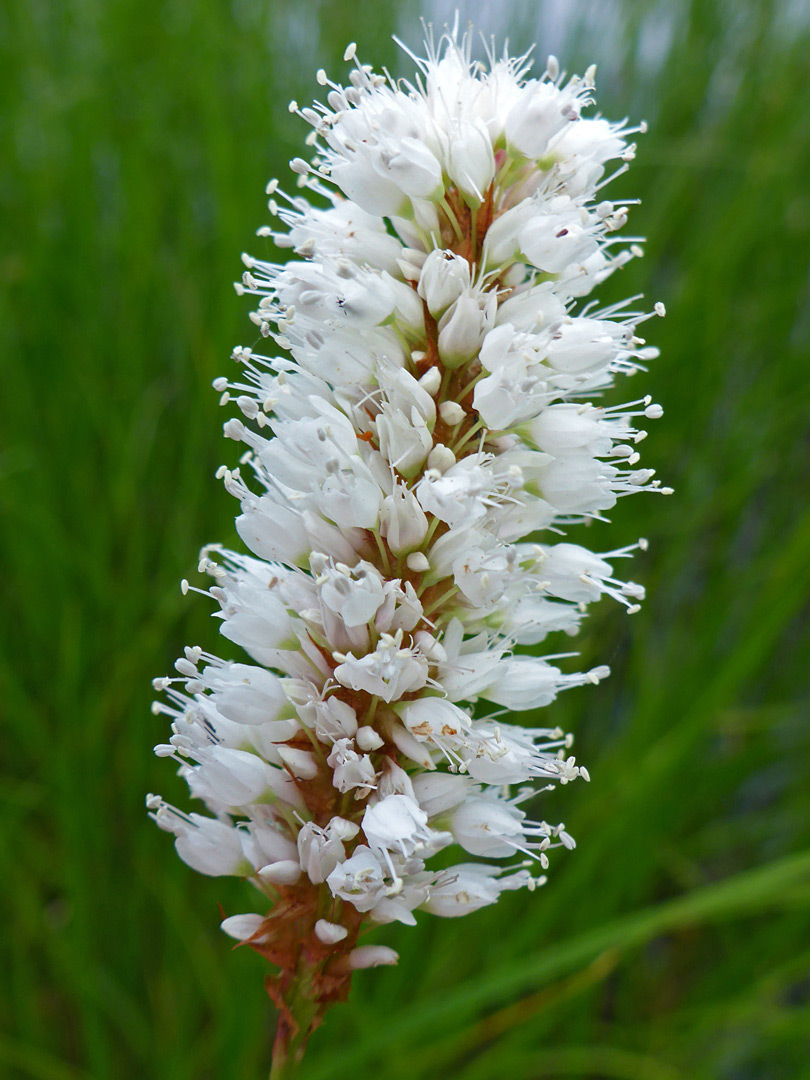 Exserted white stamens