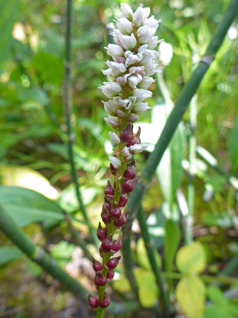 Elongated flower cluster