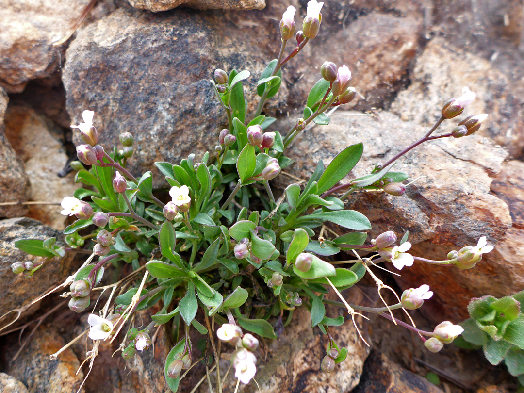 Flowers and leaves