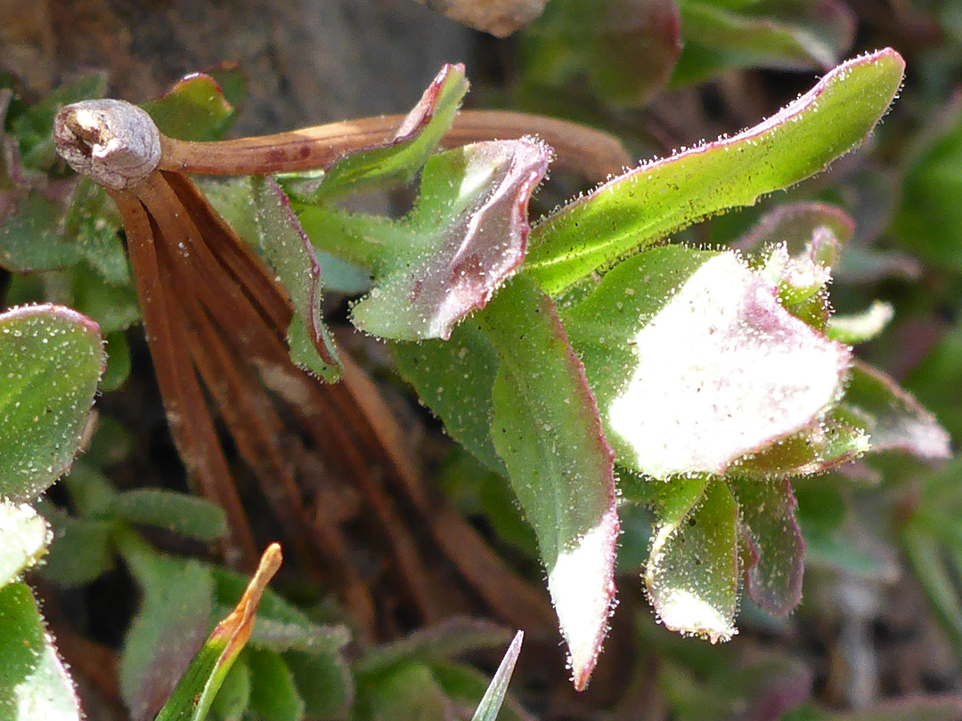 Clustered leaves